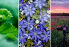 Nature in Miniature by Kate Garibaldi