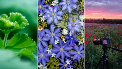 Doğanın Minyatür Dünyaları: Makro Kompozisyonlar İçin İleri Seviye Teknikler 4 Nature in Miniature by Kate Garibaldi
