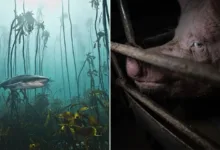 nature and humans photo contest featured