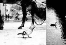 Alan Schaller Street Animals