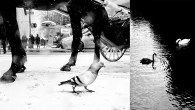 Alan Schaller : Street Safari 9 Alan Schaller Street Animals