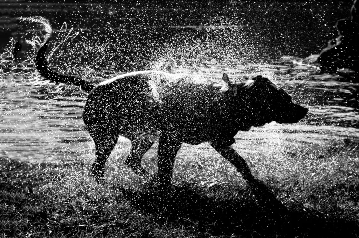 Alan Schaller : Street Safari 4 Bir köpek gölet kenarında üzerindeki suyu silkelerken güneş ışığında dramatik şekilde saçılan su damlacıkları.