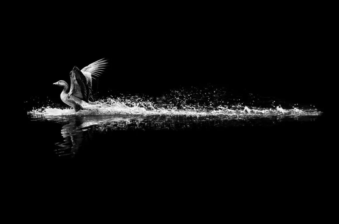 Alan Schaller : Street Safari 1 Alan Schaller : Street SafariKanatlarını açmış bir su kuşunun karanlık ve minimalist bir arka plan önünde suya iniş ya da sudan kalkış anını, sıçrayan su damlalarıyla birlikte gösteren siyah beyaz fotoğraf.