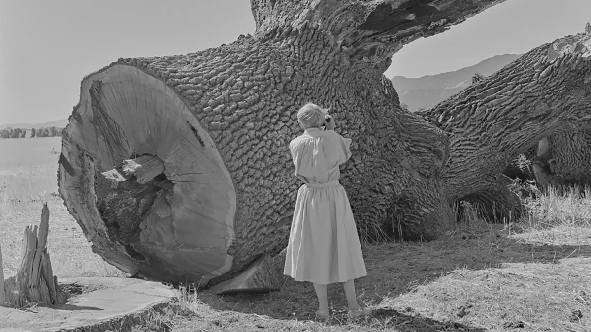 Dorothea Lange'ın Sular Altında Kalan Kasabayı Belgeleyen Fotoğrafları Gün Yüzüne Çıktı 1 Dorothea Lange Pirkle Jones Monticello