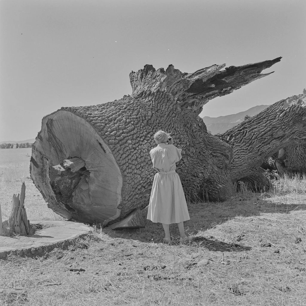 Dorothea Lange'ın Sular Altında Kalan Kasabayı Belgeleyen Fotoğrafları Gün Yüzüne Çıktı 2 Dorothea Lange'ın Sular Altında Kalan Kasabayı Belgeleyen Fotoğrafları Gün Yüzüne Çıktı
Açık ve çimenlik bir arazide, devrilmiş devasa bir ağaç gövdesine doğru bakan, sırtı kameraya dönük açık renk elbiseli bir kadın. Uzakta dağlar görülüyor.