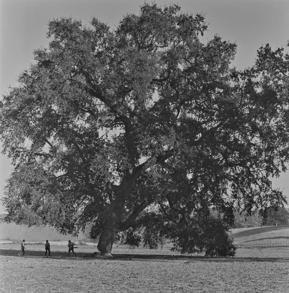 Dorothea Lange'ın Sular Altında Kalan Kasabayı Belgeleyen Fotoğrafları Gün Yüzüne Çıktı 6 Geniş dallara sahip devasa bir meşe ağacı açık bir arazide yükseliyor. Ağacın altında dört kişi duruyor. Arka planda dalgalı tepeler ve açık gökyüzü görülüyor. Siyah beyaz fotoğraf.