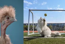 International Pet Photographer year 2026 finalists