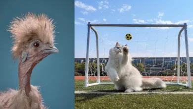 2026 Uluslararası Evcil Hayvan Fotoğrafçılığı Ödülleri'nin En İyi 10 Finalist Fotoğrafı 61 International Pet Photographer year 2026 finalists
