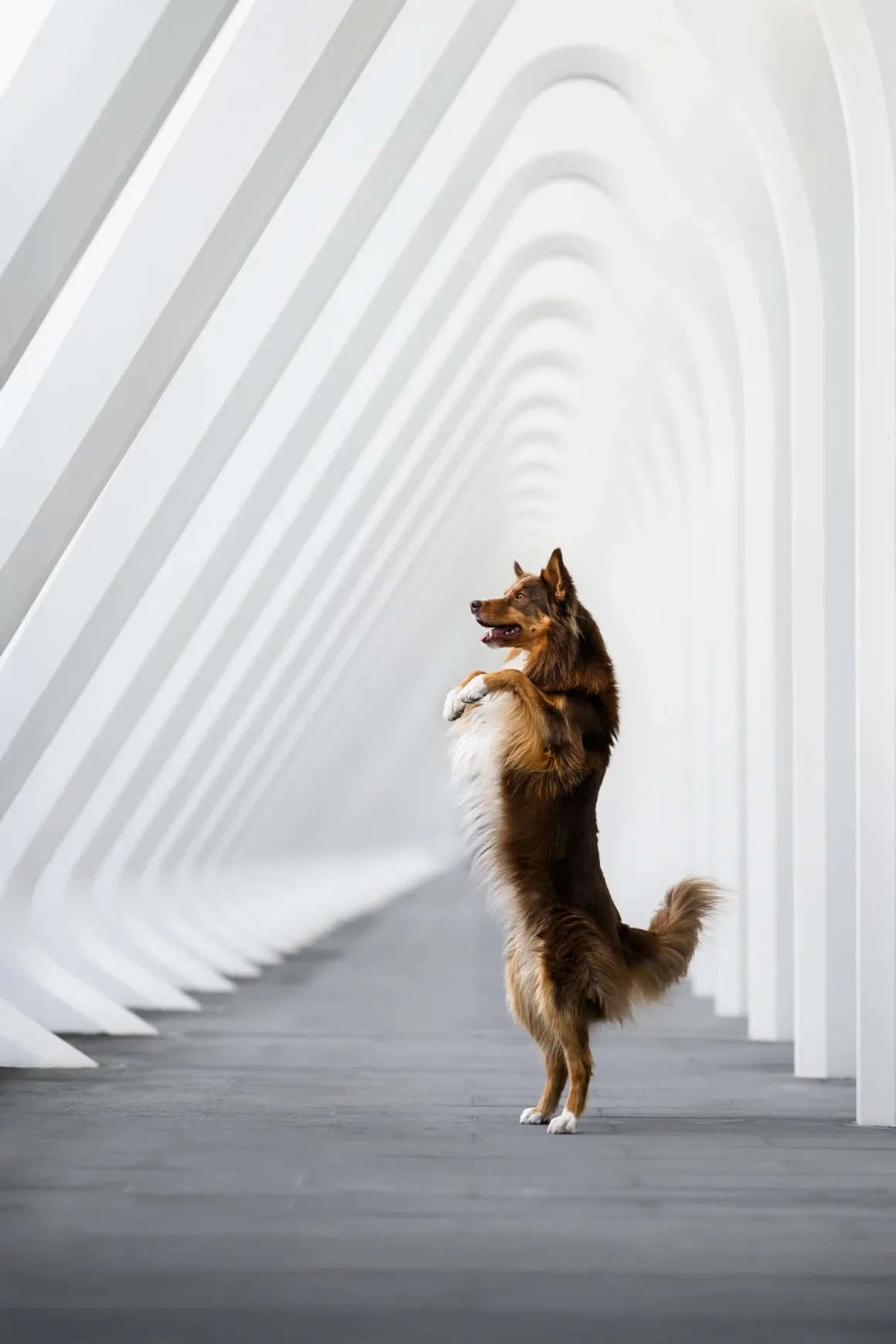 2026 Uluslararası Evcil Hayvan Fotoğrafçılığı Ödülleri'nin En İyi 10 Finalist Fotoğrafı 5 Kahverengi bir köpek, tekrar eden kemerlerle tasarlanmış modern beyaz bir koridorda arka ayakları üzerinde dik duruyor. Yumuşak ışık mimariyi vurguluyor.