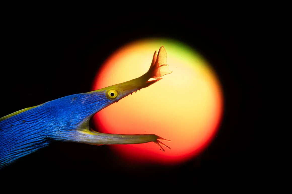 14 Yaşında Hasselblad Masters Kazandı: Su Altı Fotoğrafçısı Pari ile Tanışın 4 Uzun burunlu mavi ve sarı bir trompet balığı, siyah arka plan önünde kırmızı ve sarı tonlarda parlayan bulanık dairesel bir ışığın önünde yüzüyor.