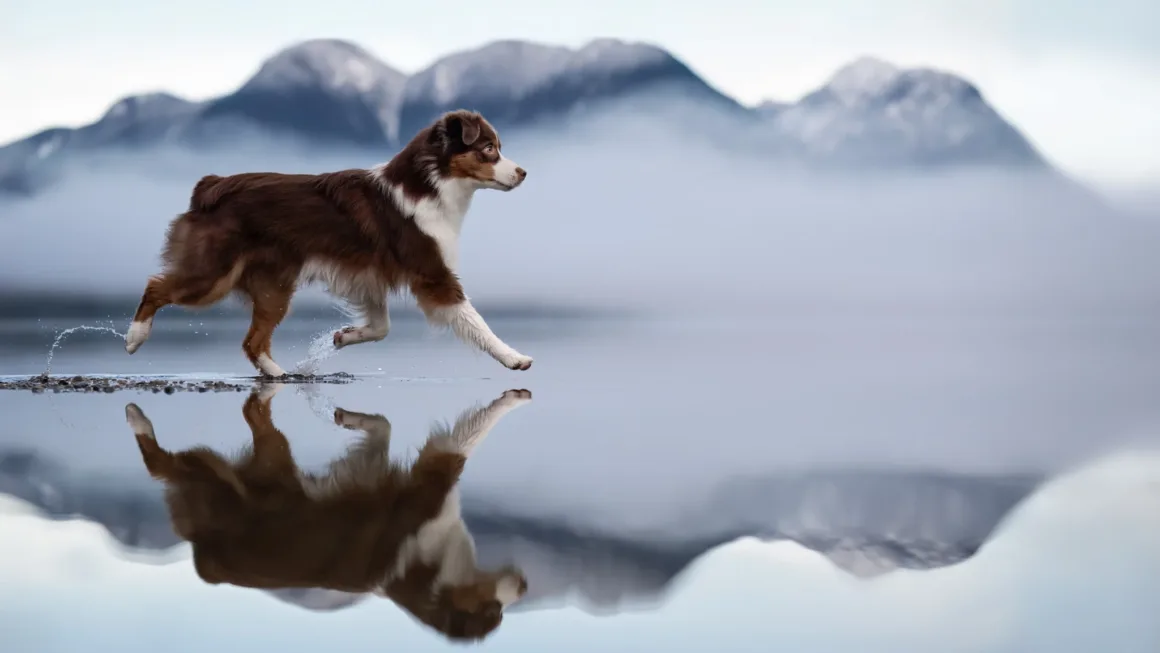 2026 Uluslararası Evcil Hayvan Fotoğrafçılığı Ödülleri'nin En İyi 10 Finalist Fotoğrafı 2 Kahverengi ve beyaz bir köpek sığ suda koşarken yansıması su yüzeyinde görülüyor. Arka planda sislerle kaplı dağlar ve soluk bir gökyüzü yer alıyor.