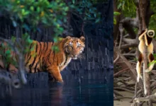 Mangrov Fotoğraf Yarışması 2026 Kazananları Açıklandı 4 Shines a Light on Mangrove Forests Around the World
