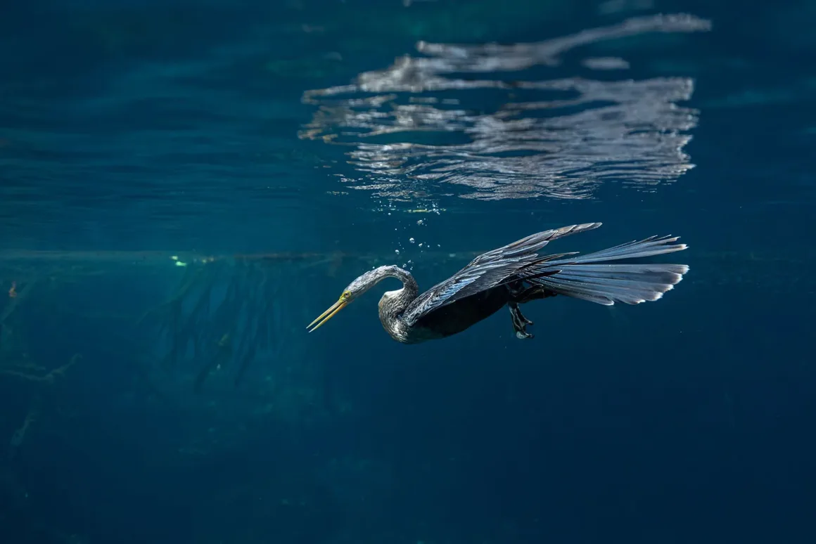Uzun boyunlu ve uzun gagalı siyah bir anhinga kuşu, kanatlarını açmış halde mangrov köklerinin arasında su altında avlanıyor.