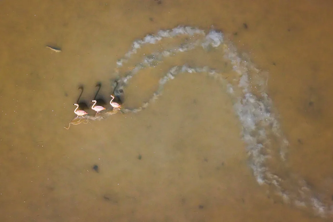 Üç flamingo sığ ve çamurlu suda yürürken arkalarında kavisli bir iz bırakıyor. Yukarıdan çekilen fotoğrafta kuşlar ve oluşturdukları iz görülüyor.