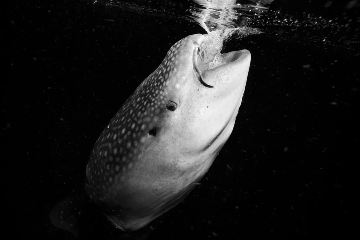 14 Yaşında Hasselblad Masters Kazandı: Su Altı Fotoğrafçısı Pari ile Tanışın 15 Ağzı açık şekilde yukarı doğru yüzen bir balina köpekbalığı, karanlık sularda kabarcıkları yakalıyor. Siyah beyaz fotoğraf, köpekbalığının benekli desenini ve etkileyici boyutunu vurguluyor.