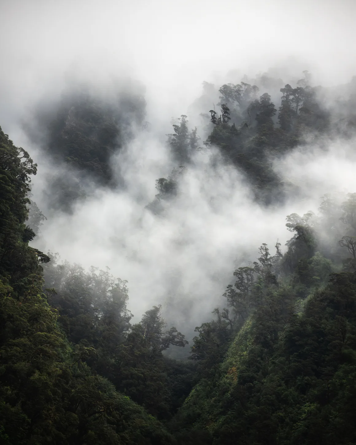 Michael Shainblum, Yeni Zelanda'nın Olağanüstü Güzelliğini Yeniden Yorumluyor 25 Yoğun alçak sis ve bulutlarla örtülmüş yemyeşil ormanlık dağlar. Ağaçların tepeleri sisin arasından güçlükle seçiliyor ve sahneye gizemli, dingin bir atmosfer kazandırıyor.