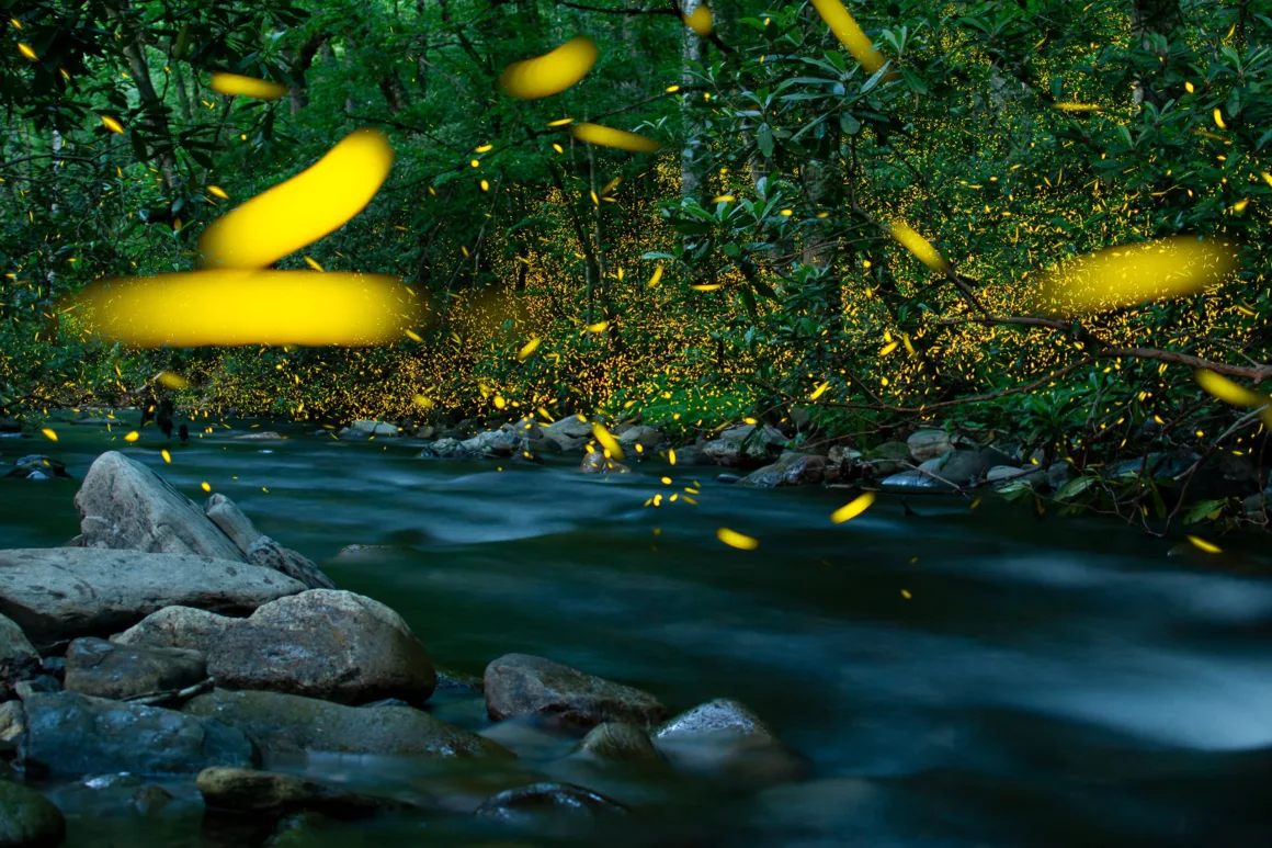 Dünyanın En Karanlık Gökyüzlerinin Güzelliğini Yansıtan 31 Ödüllü Fotoğraf 25 Fireflies glow with yellow light over a dark, flowing stream surrounded by dense forest foliage and rocks.