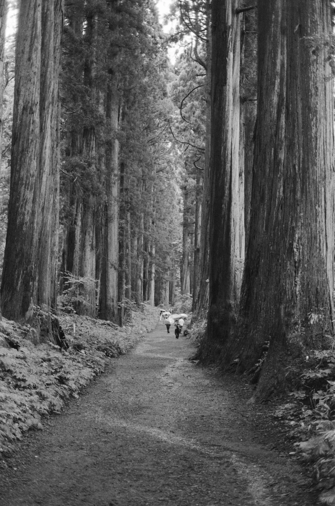 Contax G2 Efsanesi Boşuna Değil: Bu Kamera Harika 27 A dirt path leads through a dense forest of tall, straight trees, with a few people walking in the distance under umbrellas.