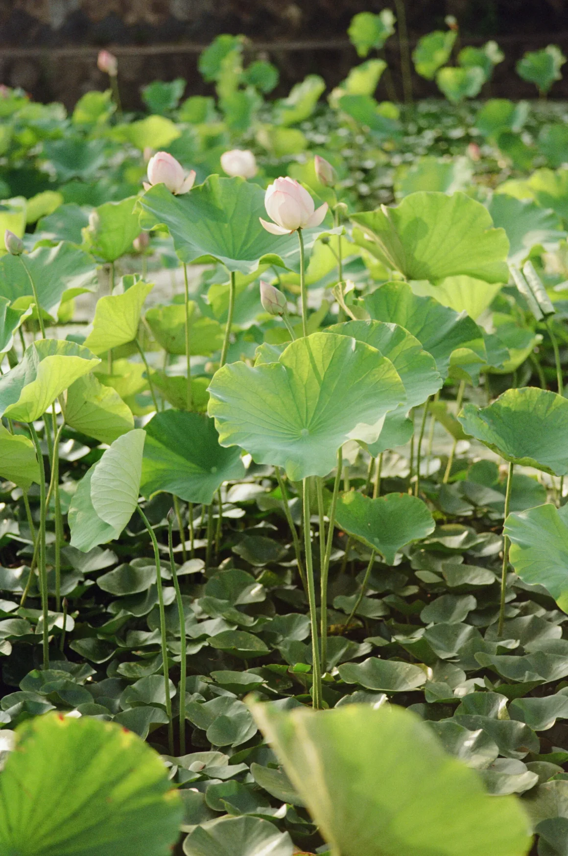 Contax G2 Efsanesi Boşuna Değil: Bu Kamera Harika 34 Bir gölette yetişen pembe lotus çiçekleri ile büyük, yuvarlak ve yeşil yapraklardan oluşan bir küme.