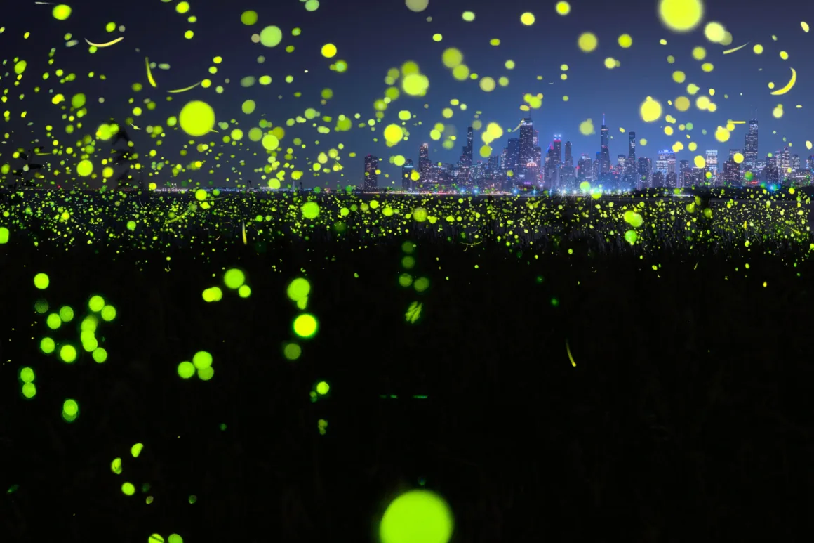 Dünyanın En Karanlık Gökyüzlerinin Güzelliğini Yansıtan 31 Ödüllü Fotoğraf 17 A field of glowing green fireflies at night with a distant city skyline illuminated on the horizon.