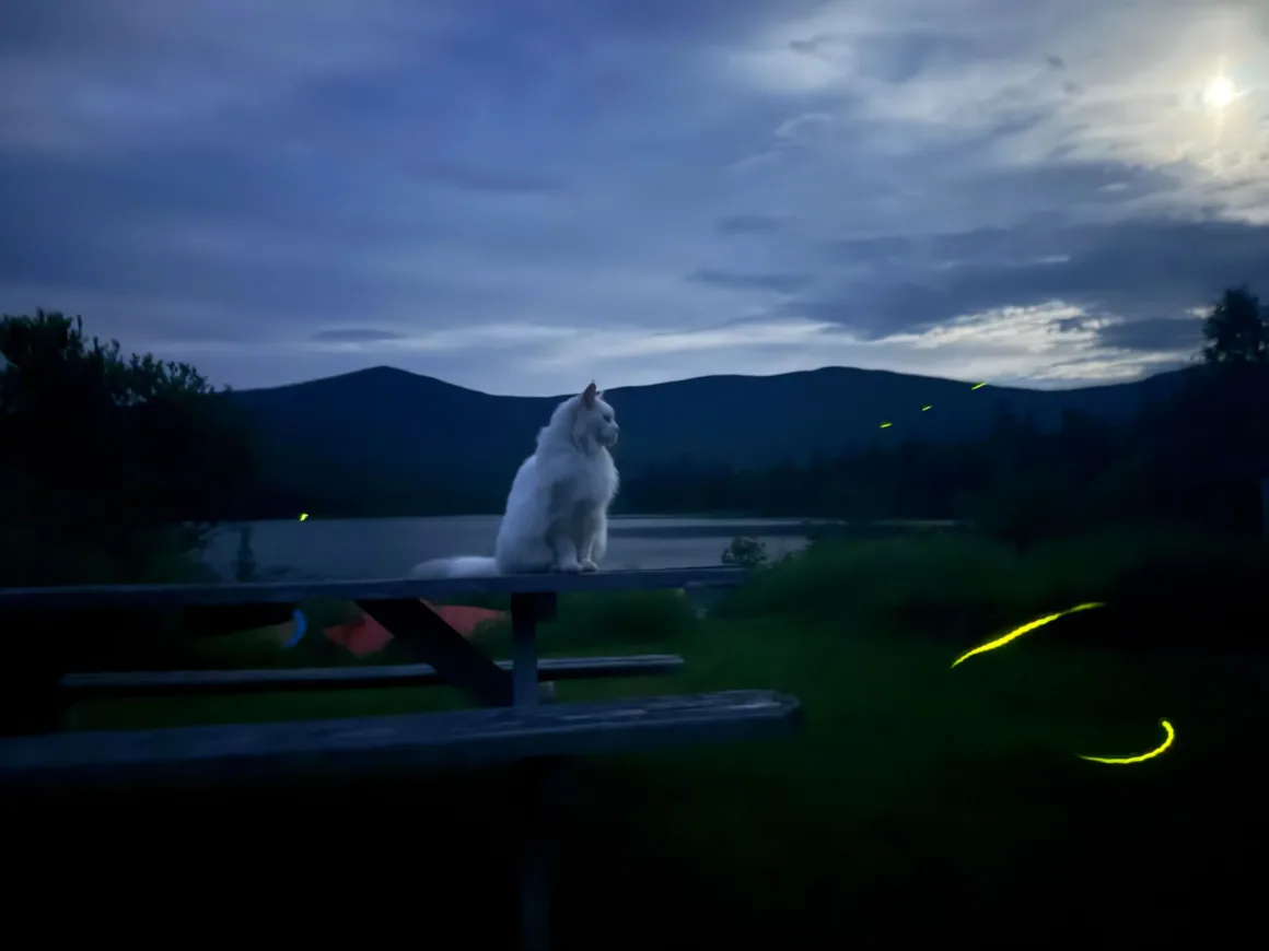 Dünyanın En Karanlık Gökyüzlerinin Güzelliğini Yansıtan 31 Ödüllü Fotoğraf 27 A fluffy white cat sits on a wooden picnic table at dusk, overlooking a dark lake and mountains with fireflies glowing nearby.
