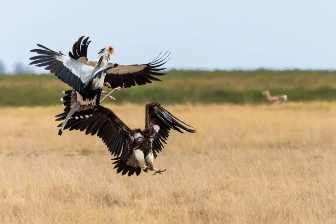 IVAD: Ödüllü Fotoğraflar Doğanın İsimsiz Kahramanları Akbabaları Kutluyor 2 Africa Runner Up Lappet faced Vulture Kenya 2025 Andrea Pulvirenti Andrea Pulvirenti