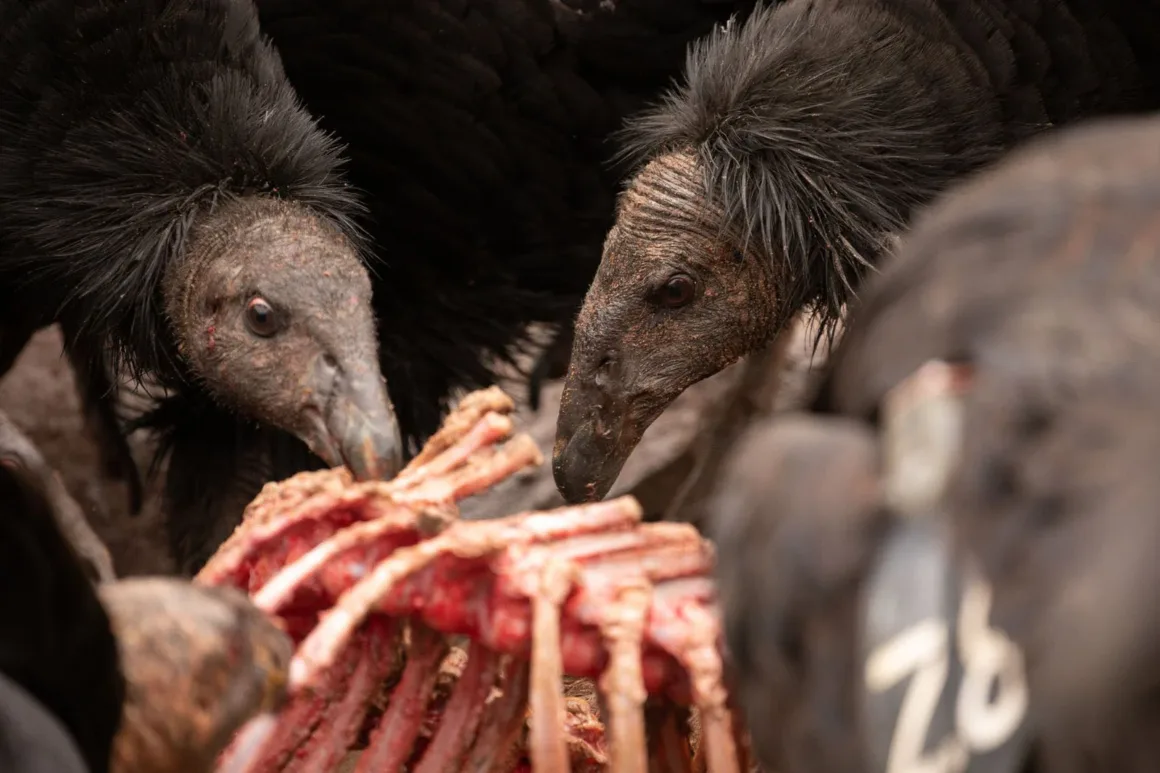 IVAD: Ödüllü Fotoğraflar Doğanın İsimsiz Kahramanları Akbabaları Kutluyor 3 Americas Runner Up California Condor Arizona US 2023 Heather Morris