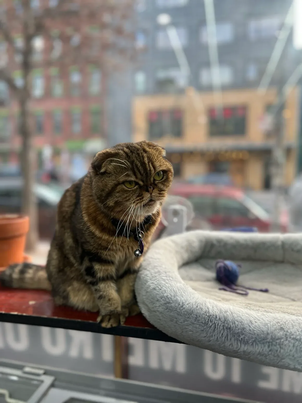 Bodega Kedileri: New York'un Mahalle Dükkânlarının Sessiz Kahramanları 11 Kulakları kıvrık kahverengi tekir Scottish Fold cinsi bir kedi, pencere önünde gri pelüş yatağın yanında bulunan çıkıntıda oturuyor.