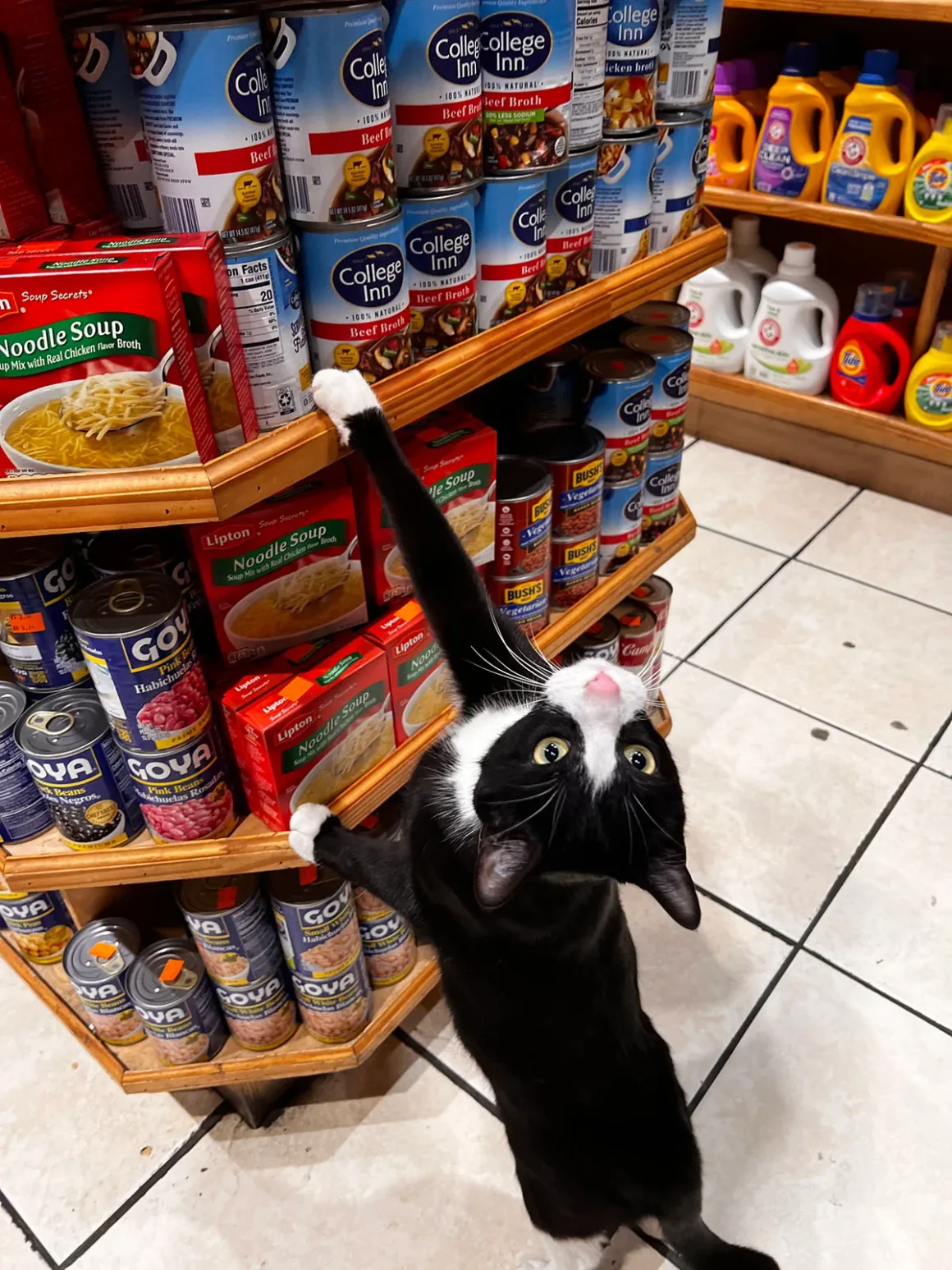 Bodega Kedileri: New York'un Mahalle Dükkânlarının Sessiz Kahramanları 10 Siyah beyaz bir kedi arka ayaklarının üzerinde yükselerek çorba konserveleri ve erişte karışımı kutularıyla dolu bir rafa uzanıyor.