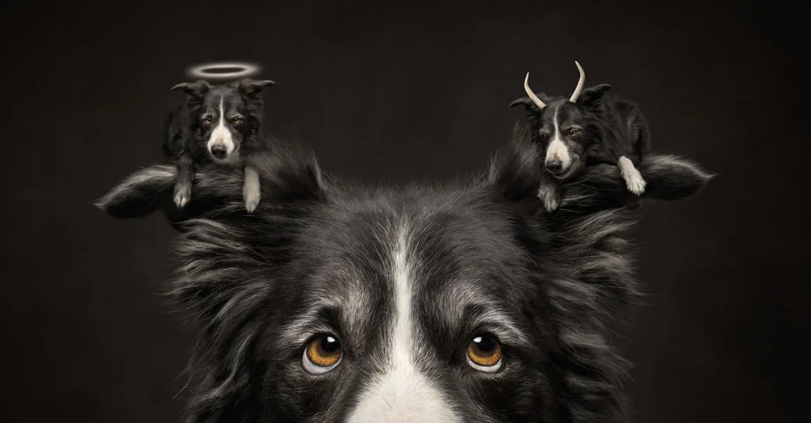 Bir border collie'nin yüzünün yakın planı; sol kulağında haleli küçük bir melek köpek, sağ kulağında ise boynuzlu küçük bir şeytan köpek görülüyor.