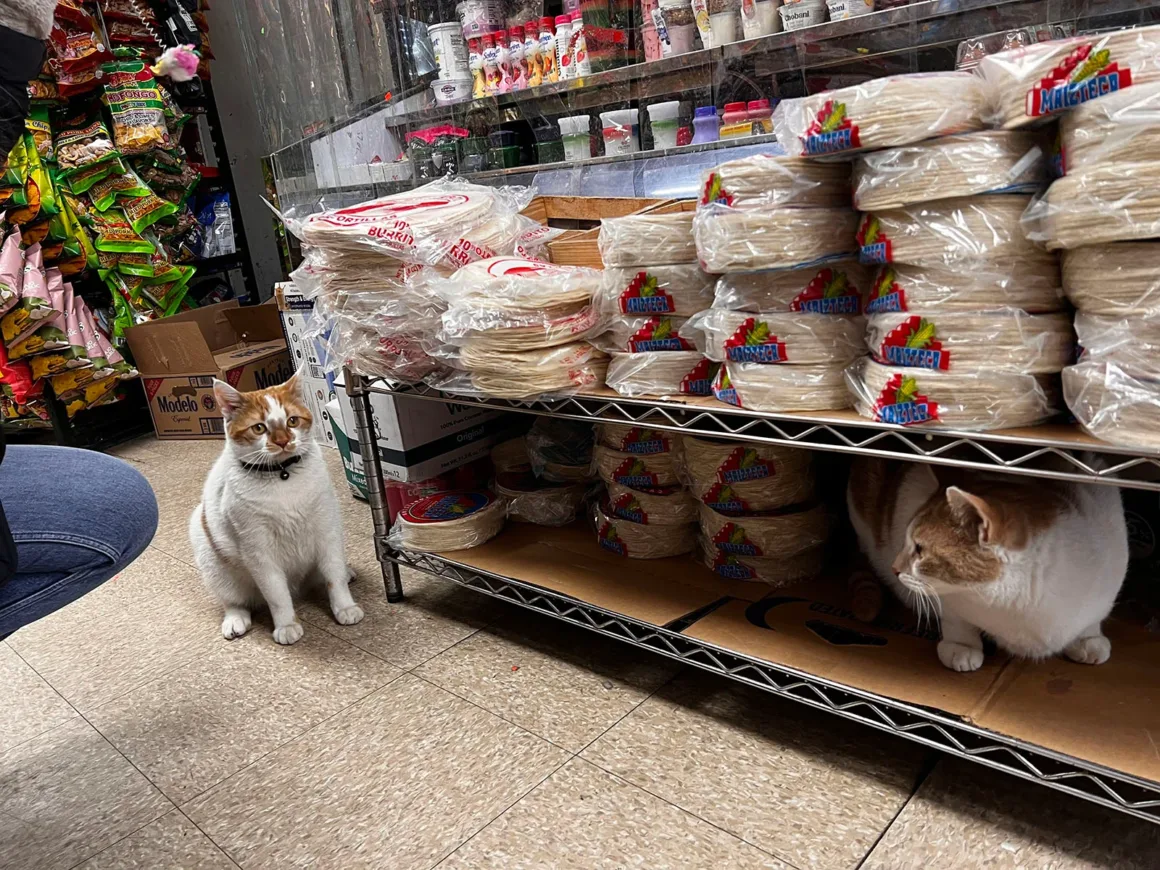 Bodega Kedileri: New York'un Mahalle Dükkânlarının Sessiz Kahramanları 4 İki turuncu-beyaz kedi market koridorunda duruyor; biri yerde, diğeri ise paketlenmiş tortilla yığınlarının altındaki rafta oturuyor.