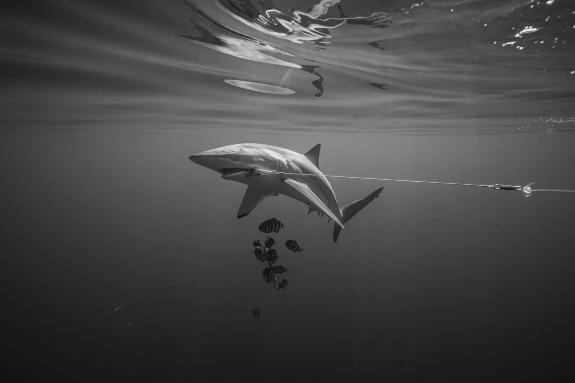 Okyanusun Görünmeyen Yüzü: Ocean Photographer of the Year 2026 Finalistleri 23 Oltaya yakalanmış bir köpekbalığı, yakınındaki küçük balıklarla birlikte sualtında yüzüyor; güneş ışığı su yüzeyinden süzülüyor. Siyah-beyaz fotoğraf.