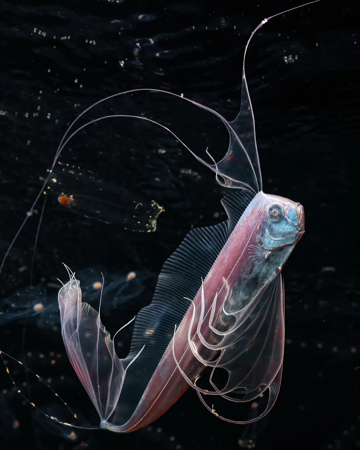 Okyanusun Görünmeyen Yüzü: Ocean Photographer of the Year 2026 Finalistleri 18
Okyanusun Görünmeyen Yüzü: Ocean Photographer of the Year 2026 Finalistleri
Karanlık ve parçacıklarla dolu bir sualtı ortamında yüzen, uzun ve narin yüzgeçlere ve belirgin mavi bir başa sahip yarı saydam derin deniz kürek balığı.