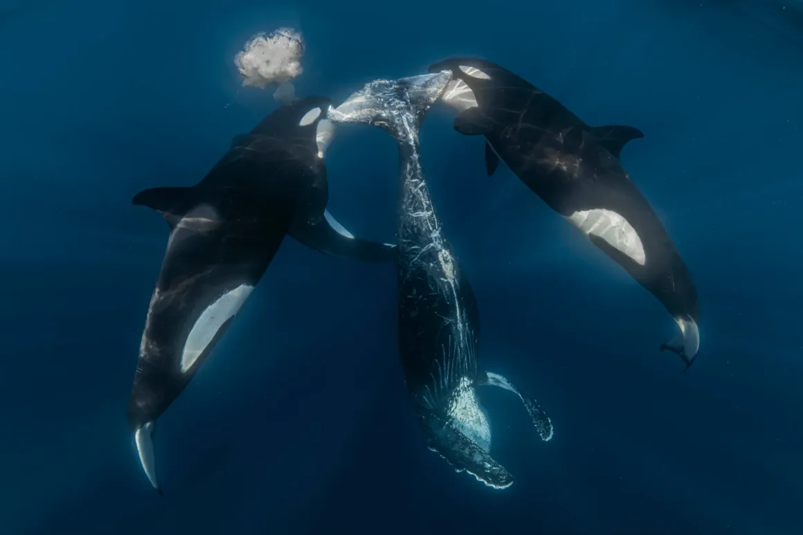 Okyanusun Görünmeyen Yüzü: Ocean Photographer of the Year 2026 Finalistleri 20 Falkland Adaları'ndaki Sea Lion Island'da, anneleri tarafından sütten kesilen güney deniz fili yavruları sığ kaya havuzlarını keşfederek
sudaki ilk hareketlerini deniyor. Bu genç fokların yüzmeyi ve bağımsız olarak hayatta kalmayı hızla öğrenmesi gerekiyor. Birbirlerinin
üzerine tırmanıp çevrelerini araştırırken görüntülenen bu sahne, karada yaşayan yavrulardan okyanus kâşiflerine dönüşme
yolculuklarındaki önemli bir anı yakalıyor.