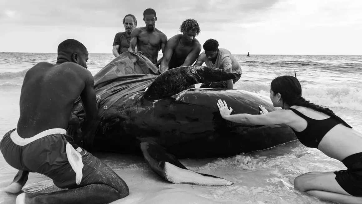 Okyanusun Görünmeyen Yüzü: Ocean Photographer of the Year 2026 Finalistleri 26 Kumlu bir sahile vurmuş büyük bir balinaya, bulutlu bir gökyüzünün altında kıyıya yakın sığ suda birlikte çalışan altı kişi yardım ediyor.