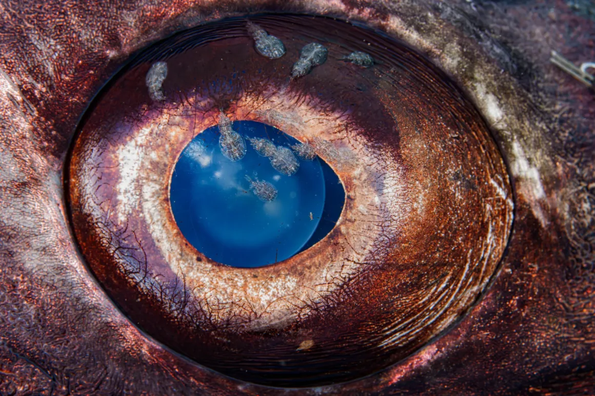 Okyanusun Görünmeyen Yüzü: Ocean Photographer of the Year 2026 Finalistleri 19 Ayrıntılı dokuları ve damarları görünen bir balık gözünün yakın plan görüntüsü; irisin merkezinde mavi, dış halkasında ise kırmızımsı kahverengi tonlar ve belirgin yansımalar görülüyor.