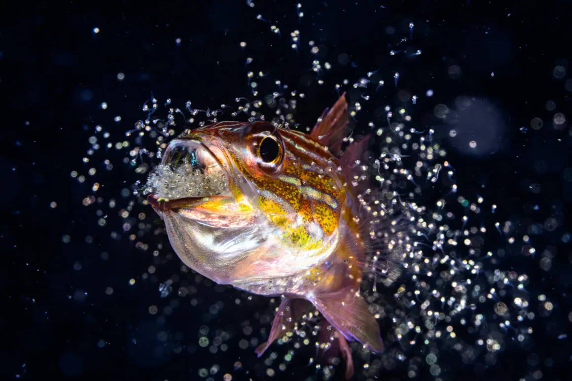 Okyanusun Görünmeyen Yüzü: Ocean Photographer of the Year 2026 Finalistleri 21 Karanlık bir arka plan önünde, ağzı açık şekilde sualtında küçük kabarcıklar ya da parçacıklardan oluşan bir bulut salan renkli bir balığın yakın plan görüntüsü.