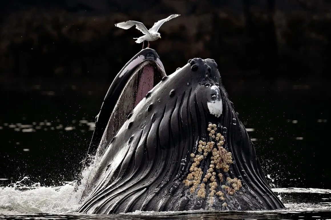 2026 European Photography Awards: Dünyayı Görmenin Farklı Yolları 19 Bir kambur balina ağzı açık şekilde su yüzeyine çıkarken, üst çenesinin ucunda bir martı duruyor.