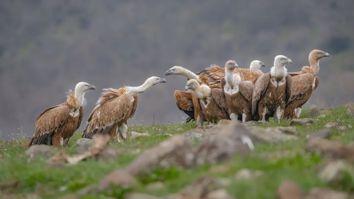IVAD: Ödüllü Fotoğraflar Doğanın İsimsiz Kahramanları Akbabaları Kutluyor 4 Europe Runner Up Griffon Vultures Bulgaria 2026 Aleksandar Anastasov Alex WildFocus