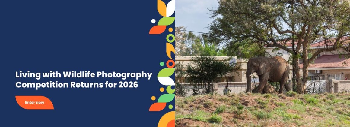 2026-2027’de Başvurabileceğiniz En İyi Fotoğraf Yarışmaları 16 Ağaçların ve evlerin yakınında yürüyen bir fil; Living with Wildlife Photography Competition 2026 için başvuru çağrısı