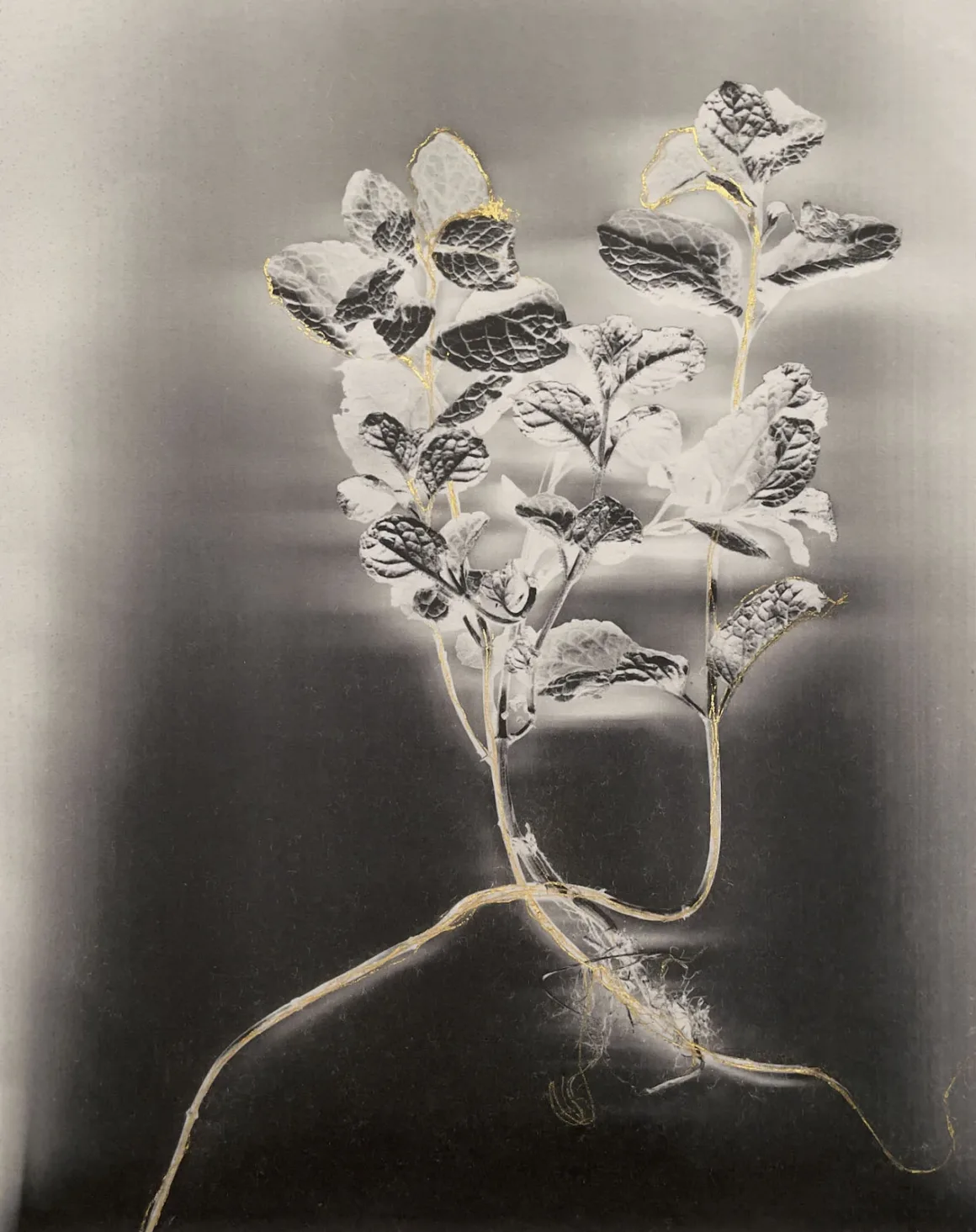RPS Uluslararası Fotoğraf Sergisi 167. Yılında Dünyanın Dört Bir Yanından Fotoğrafçıları Buluşturuyor 14 Marcy Palmer Mentha. From the series Seeds of Strength and Resilience Marcy Palmer. Courtesy of The Royal Photographic Society