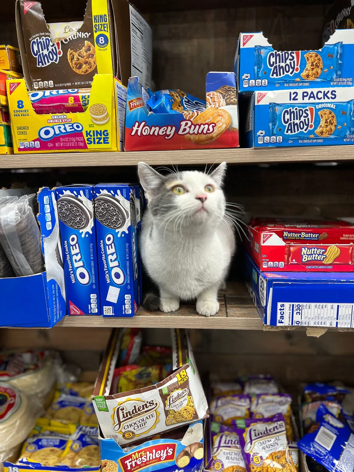 Bodega Kedileri: New York'un Mahalle Dükkânlarının Sessiz Kahramanları 3 Beyaz ve gri renkli küçük bir kedi, Oreo ve Nutter Butter kutuları arasında bir market rafında oturuyor.