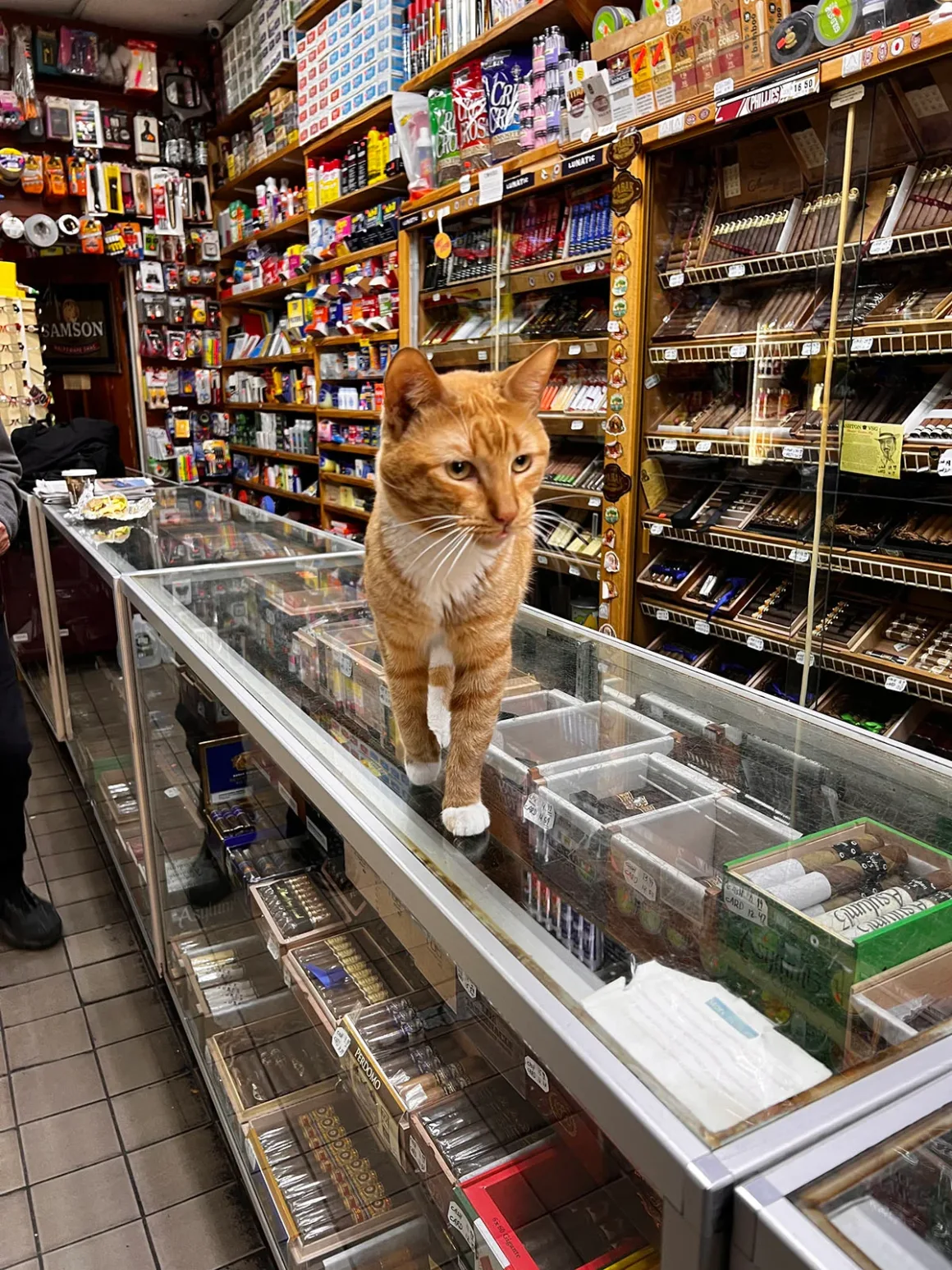 Bodega Kedileri: New York'un Mahalle Dükkânlarının Sessiz Kahramanları 2 Beyaz patili turuncu tekir bir kedi, bir dükkândaki puro dolu cam vitrinin üzerinde yürüyor.