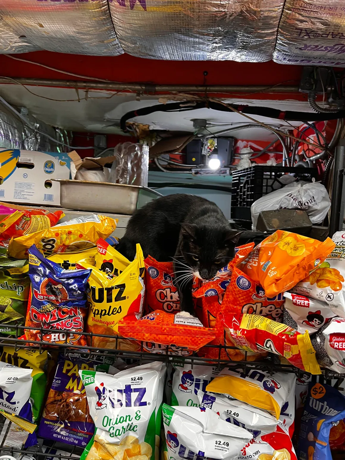 Bodega Kedileri: New York'un Mahalle Dükkânlarının Sessiz Kahramanları 5 Siyah bir kedi, çeşitli cips ve atıştırmalık paketleriyle dolu tel rafın üzerinde oturuyor.