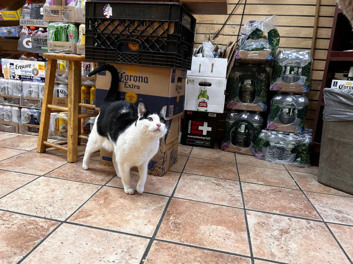 Bodega Kedileri: New York'un Mahalle Dükkânlarının Sessiz Kahramanları 6 Siyah beyaz bir kedi, bir dükkânda üst üste dizilmiş bira ve su kolilerinin önündeki fayans zeminde duruyor.