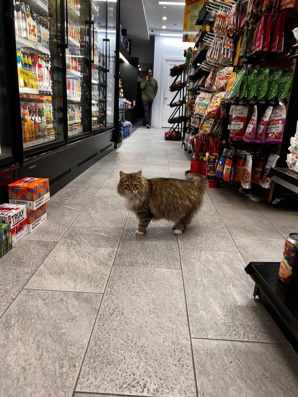 Bodega Kedileri: New York'un Mahalle Dükkânlarının Sessiz Kahramanları 7 Kabartılı kahverengi tekir bir kedi market koridorunun ortasında duruyor; arka planda bir kişi görülüyor.