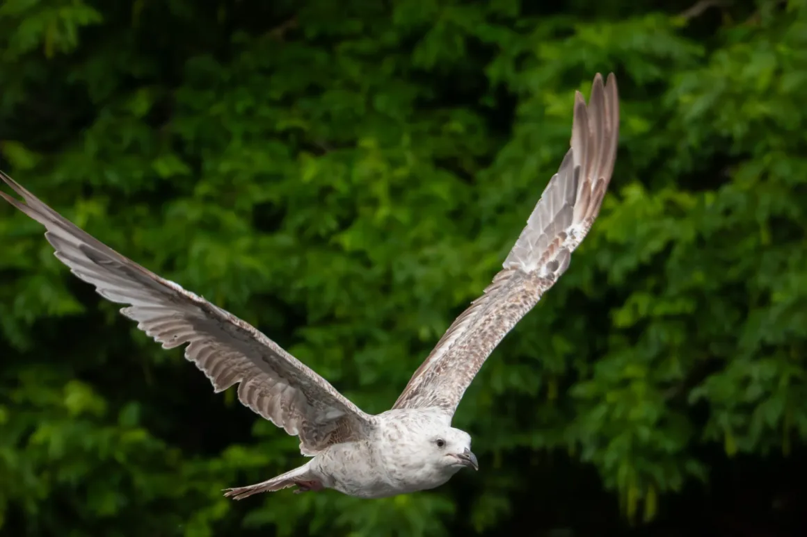 Sony RX10 V İncelemesi – Köprü Fotoğraf Makinelerinin Kralı Geri Döndü 47 Sony RX10 V gull in flight high-ISO sample image.