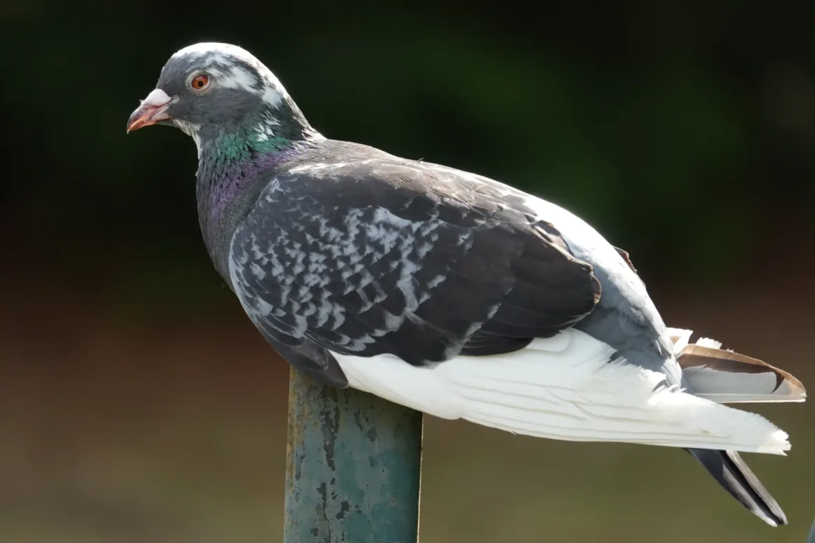Sony RX10 V İncelemesi – Köprü Fotoğraf Makinelerinin Kralı Geri Döndü 40 Sony RX10 V pigeon sample image.