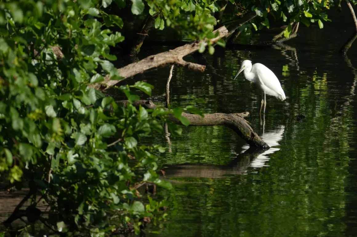 Sony RX10 V İncelemesi – Köprü Fotoğraf Makinelerinin Kralı Geri Döndü 36 Sony RX10 V egret sample image.