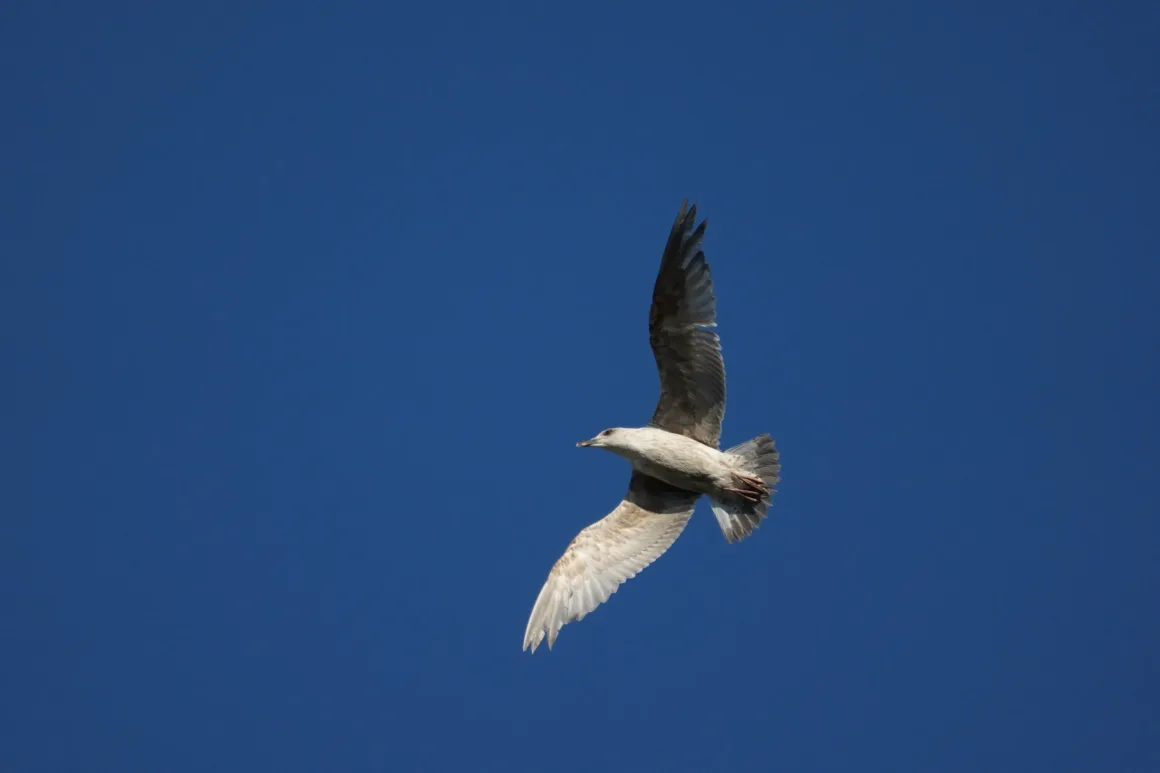 Sony RX10 V İncelemesi – Köprü Fotoğraf Makinelerinin Kralı Geri Döndü 38 Sony RX10 V gull in flight sample image.